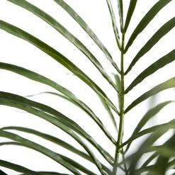 Flora Kentia Kunstpflanze Palme 60x60x130 cm